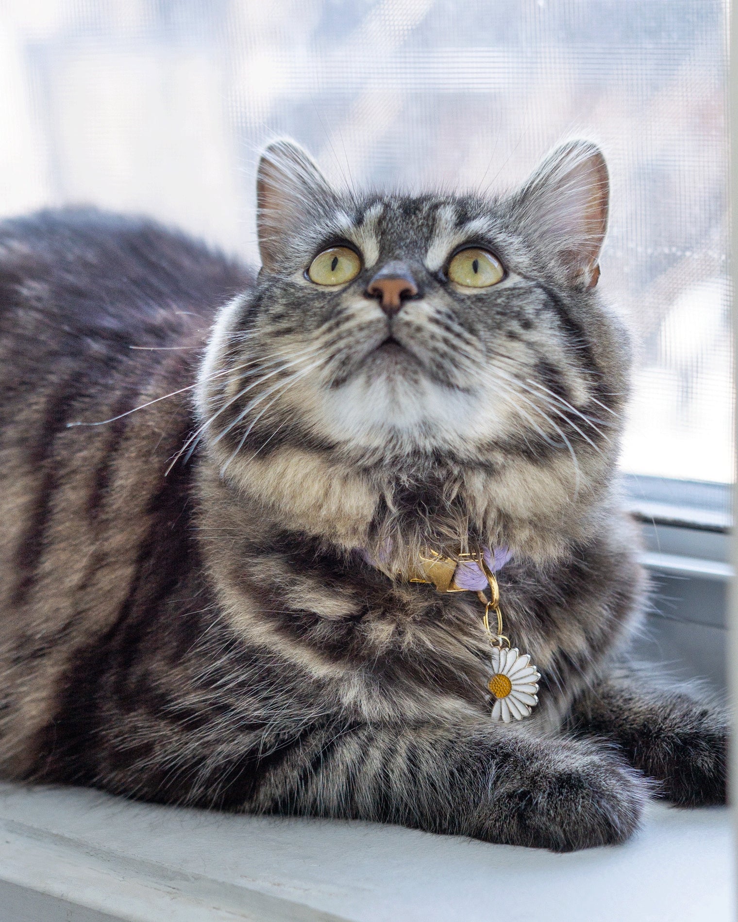 collier pour chat, fabrication d'un collier pour chat, Kit de fabrication, Minou, chaton, pendentif pour chat, collier en macramé, macramé pour chat